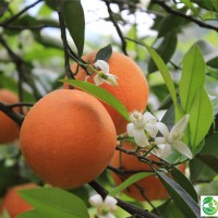 無(wú)菌脫毒倫晚臍橙苗