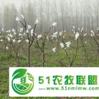 山東小棗樹苗 占地冬棗樹苗基地批發(fā)