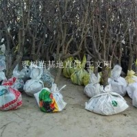 基地棗樹苗 批發(fā)冬棗棗樹苗 小棗樹苗