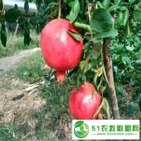 各個季節(jié)石榴樹苗的生長狀態(tài)和護理