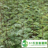 批發(fā)供應(yīng)花椒苗