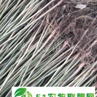 有核桃實生苗