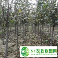 18公分裸根蘋果樹批發(fā)產(chǎn)地** 廠家供應(yīng)