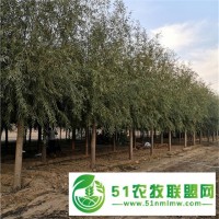 世澤園林青皮柳,貴陽(yáng)18公分旱柳