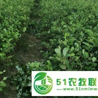 南寧大量供應(yīng)黑攬苗，烏欖苗