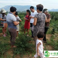 榛子與板栗的區(qū)別