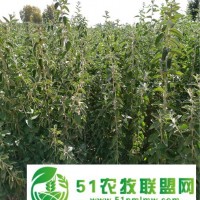 甘肅梭梭苗 一年生梭梭樹(shù)苗 瑣瑣基地 種植甜肉蓯蓉*苗