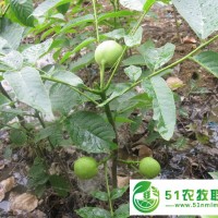 山東大量供應(yīng)果樹苗 核桃苗 香玲核桃苗 個(gè)大飽滿核桃苗