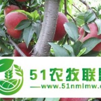 供應(yīng)脫毒紅桃蜜桃樹苗