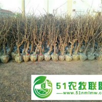 山東果樹基地金絲小棗樹苗農戶供應規(guī)格齊全