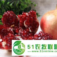 江陰軟籽石榴什么價(jià)位 價(jià)格實(shí)惠