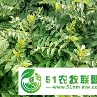 一年期花椒樹苗木的種栽技術(shù)