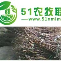 小棗樹(shù)苗基地供應(yīng)商