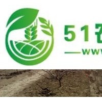 供大金星山楂苗大五棱山楂苗1-6-15公分農(nóng)戶(hù)**