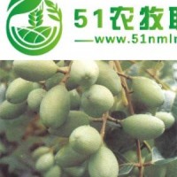 供應(yīng)黃欖苗 黑欖苗 橄欖苗 烏欖苗 烏欖核 黑欖核 黃欖核 橄欖核 橄欖種子