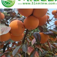 批發(fā)甜柿子樹苗3年苗嫁接苗 南方北方種植庭院植物果樹苗