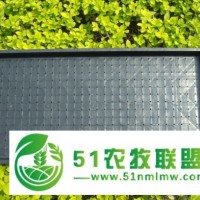 臨湘水稻育苗盤價格