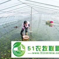 蔬菜種植大棚、華翔養(yǎng)殖設(shè)備質(zhì)量好 在線咨詢 、大棚