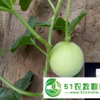 大棚黃瓜施肥要施哪種肥，來卡希諾看一下吧