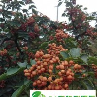 2015日本無刺大紅袍花椒苗
