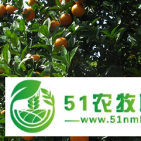 廣東愛媛30苗價格價格一棵