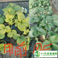 聚天門冬氨酸價(jià)格沃樸豐聚天門冬氨酸250ml草莓沖施肥草莓葉面肥