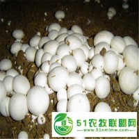 聚福隆廠家**農(nóng)業(yè)級硫酸鈣菌類養(yǎng)殖*石膏粉