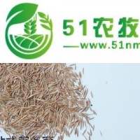 改良果園土壤、鼠茅草種子—