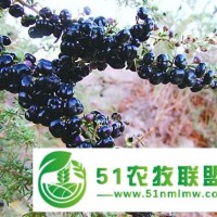 供蘭州黑枸杞和甘肅黑果枸杞價格