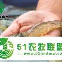偉民富山淡水養(yǎng)殖南美白對蝦常見的幾個(gè)養(yǎng)殖問題