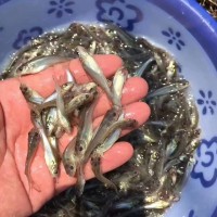 鮰魚(yú)苗，江團(tuán)魚(yú)苗，斑點(diǎn)叉尾魚(yú)苗