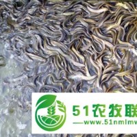 泥鰍苗，青鰍苗1號(hào)，商品泥鰍