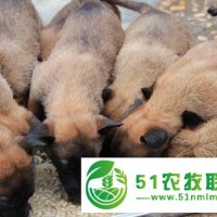 江西共青城市銷售肉狗養(yǎng)殖場市場, 肉狗養(yǎng)殖廠家