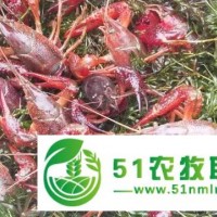 提供潢川小龍蝦產(chǎn)業(yè)園交易場地招商免租金