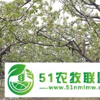 淄博櫻桃采摘