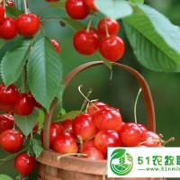 新泰市櫻桃苗批發(fā)_櫻桃苗供應(yīng)_櫻桃苗種植_櫻桃苗價(jià)格