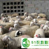 赤峰市綿羊養(yǎng)殖，赤峰市綿羊銷售