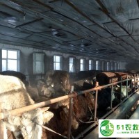 富?？h*肉牛養(yǎng)殖