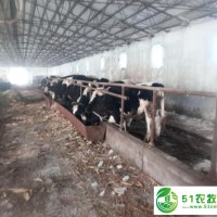 齊齊哈爾富?？h*奶牛飼養(yǎng)合作社