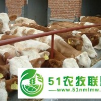 育肥牛犢哪個(gè)品種比較好