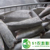 上海冷凍魚進(jìn)口代理報(bào)關(guān)公司