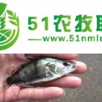 湖南桂花魚(yú)苗養(yǎng)殖基地，桂花魚(yú)苗批發(fā)