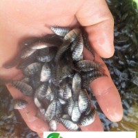廣西賀州供應(yīng)羅非魚苗，羅非魚苗批發(fā)，羅非魚苗價(jià)格