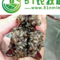 上饒小龍蝦種苗批發(fā)上饒有小龍蝦苗賣上饒龍蝦苗養(yǎng)殖基地上饒小龍蝦種苗價格