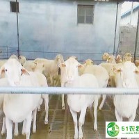 養(yǎng)殖山羊 風(fēng)險(xiǎn) 利潤(rùn)