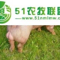 沈陽丹系種豬養(yǎng)殖，沈陽丹系種豬供應(yīng)