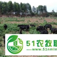 東山羊傳統(tǒng)自養(yǎng)方式