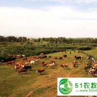 出售內(nèi)蒙古肉牛種牛各種品種 牛場(chǎng)位于河北省承德手棋盤(pán)山,可**買(mǎi)牛 歡迎您的咨詢(xún)