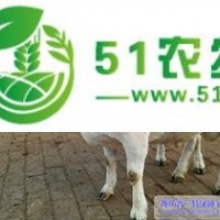 普蘭羊業(yè)澳洲純種黑頭杜泊綿羊