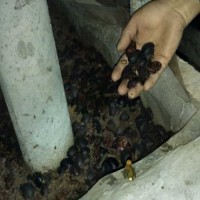 襄陽土元 1安康土元養(yǎng)殖技術(shù)